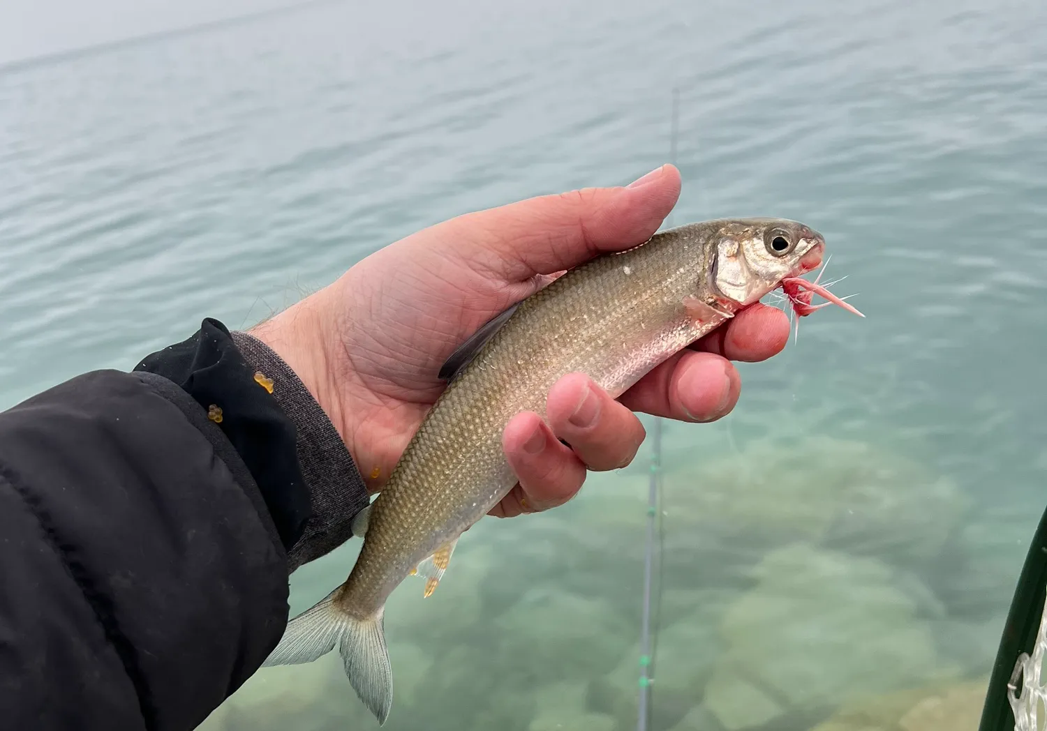 Bear Lake whitefish