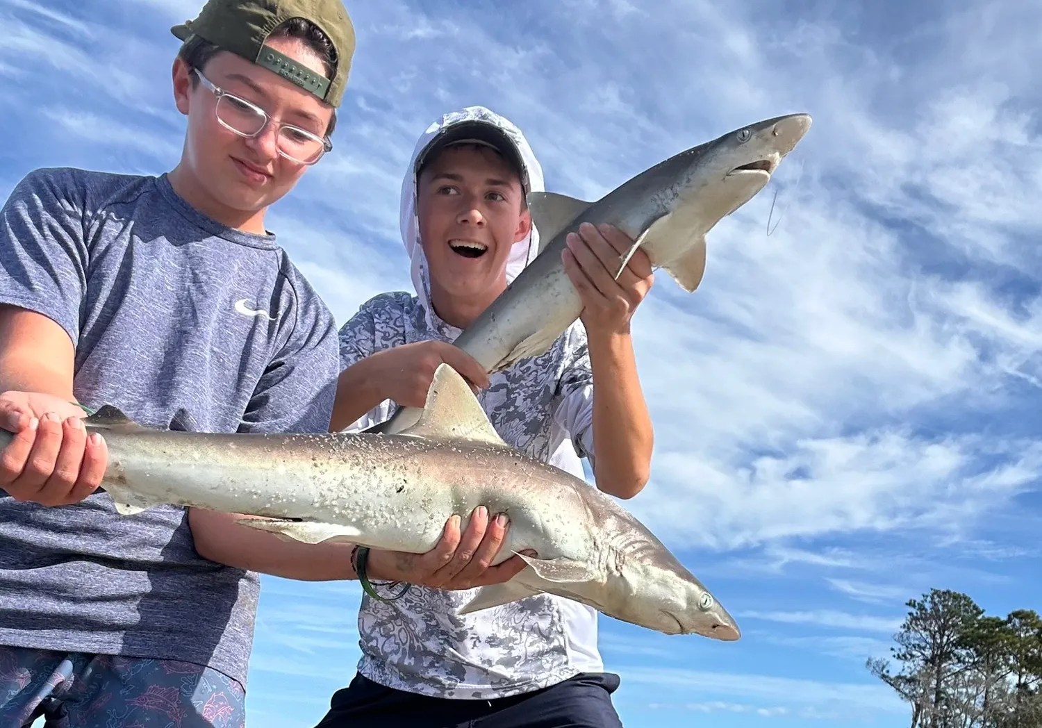 Atlantic sharpnose shark