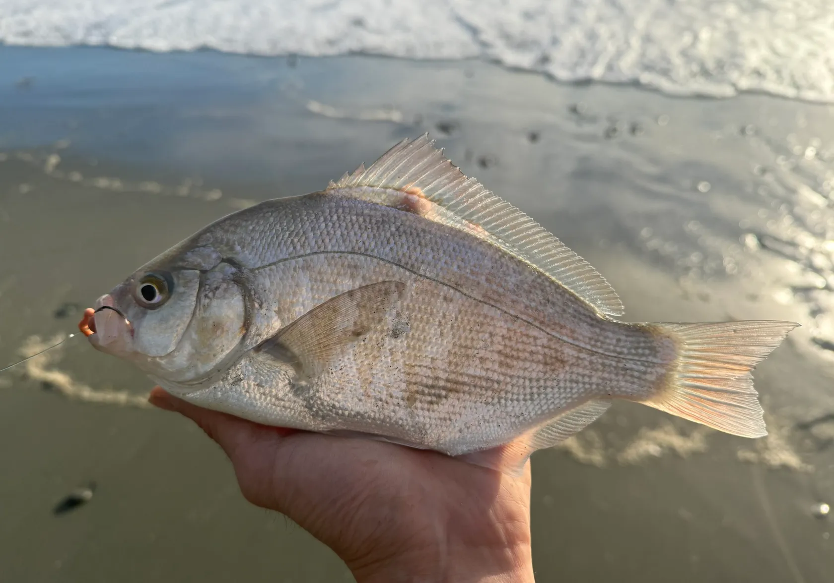 Calico surfperch