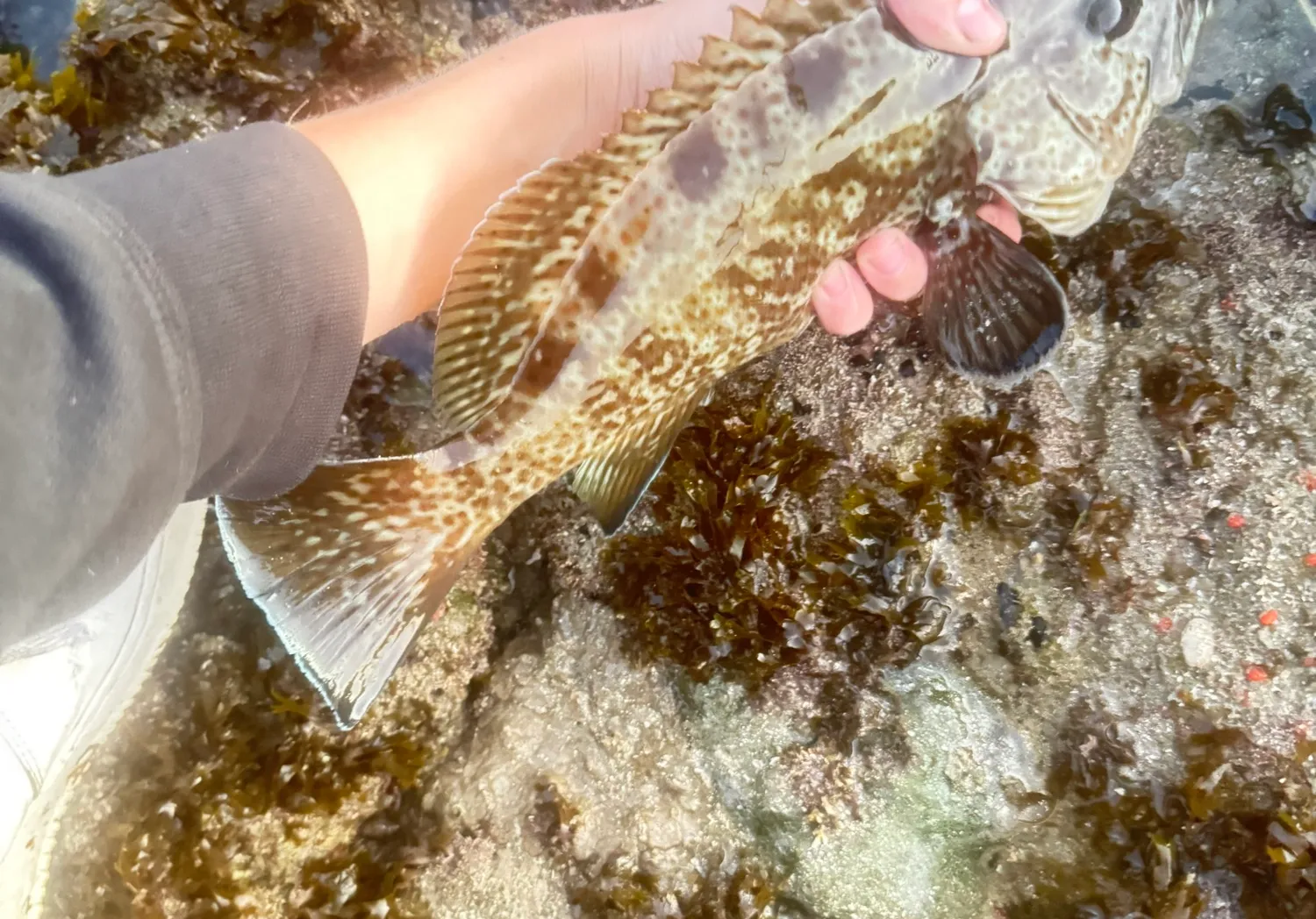 Saddletail grouper