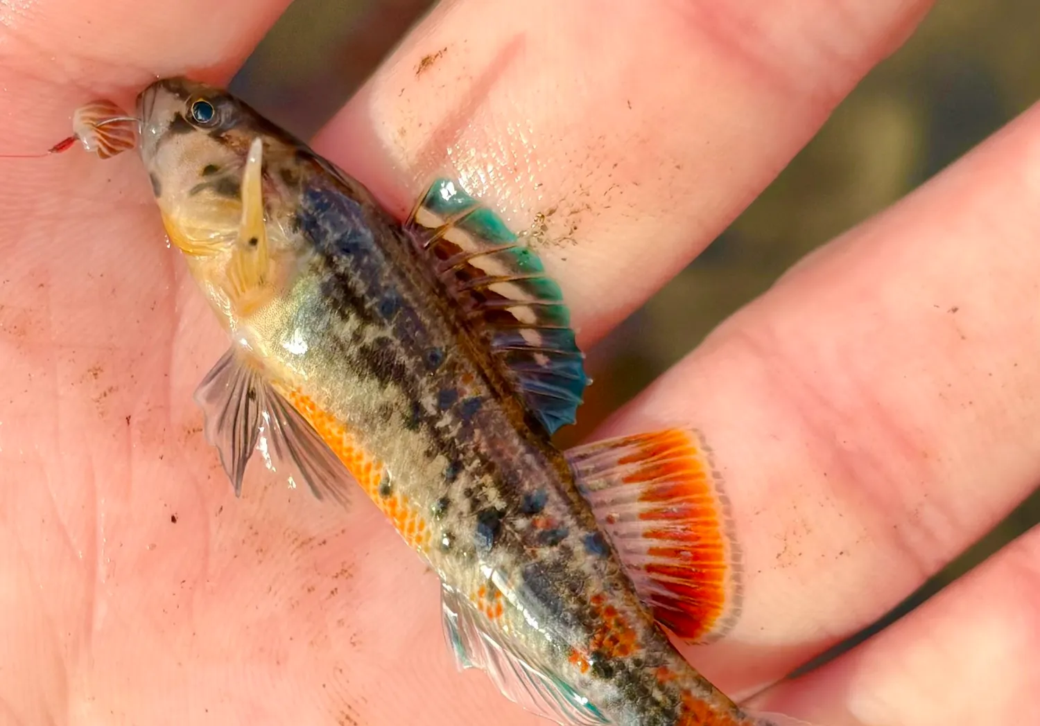 Orangethroat darter