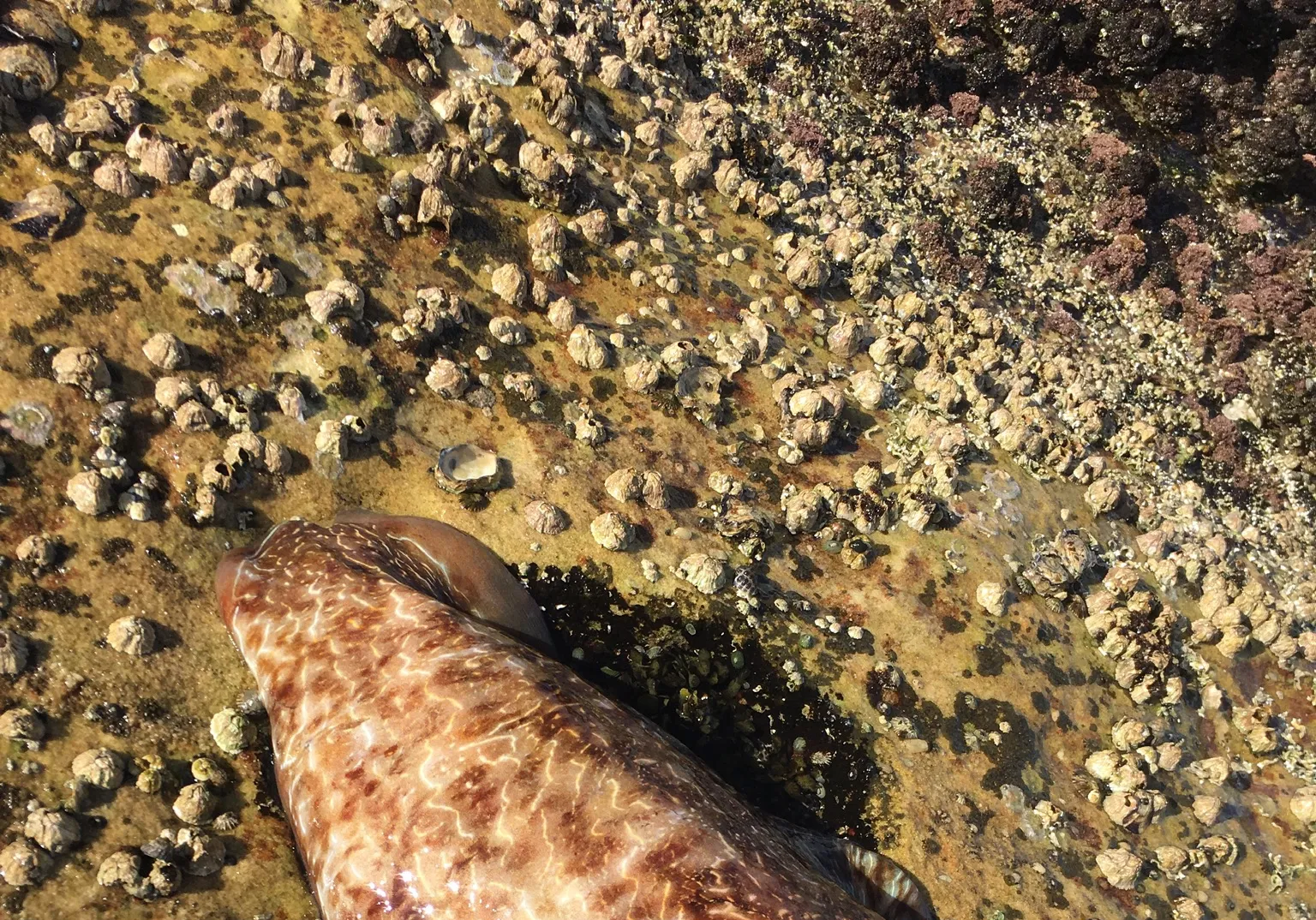 Common cuttlefish