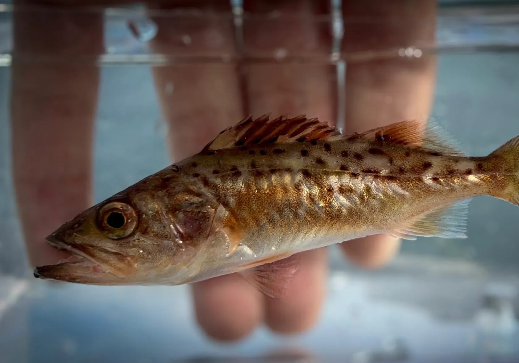 Bocaccio rockfish