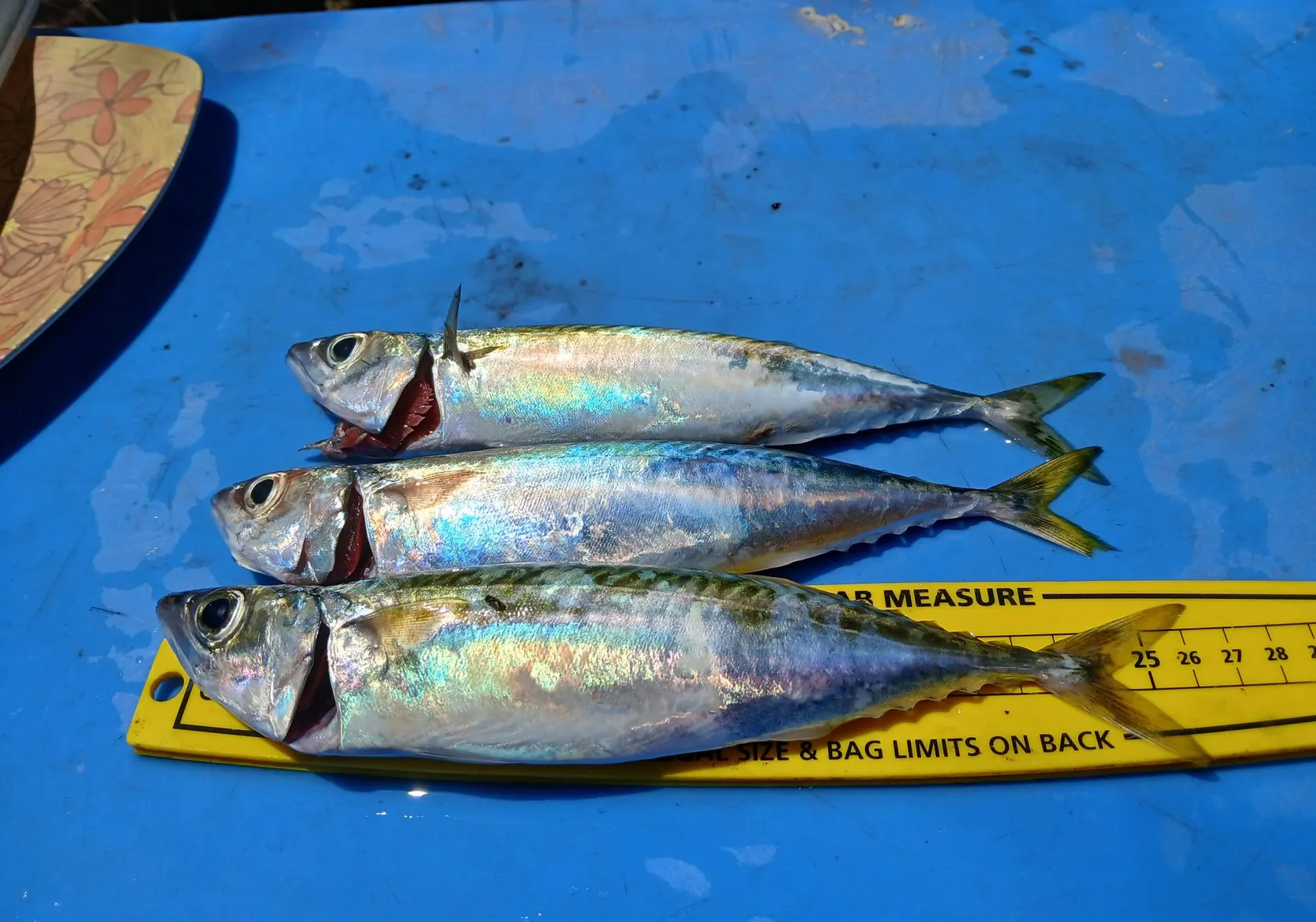 Blue mackerel