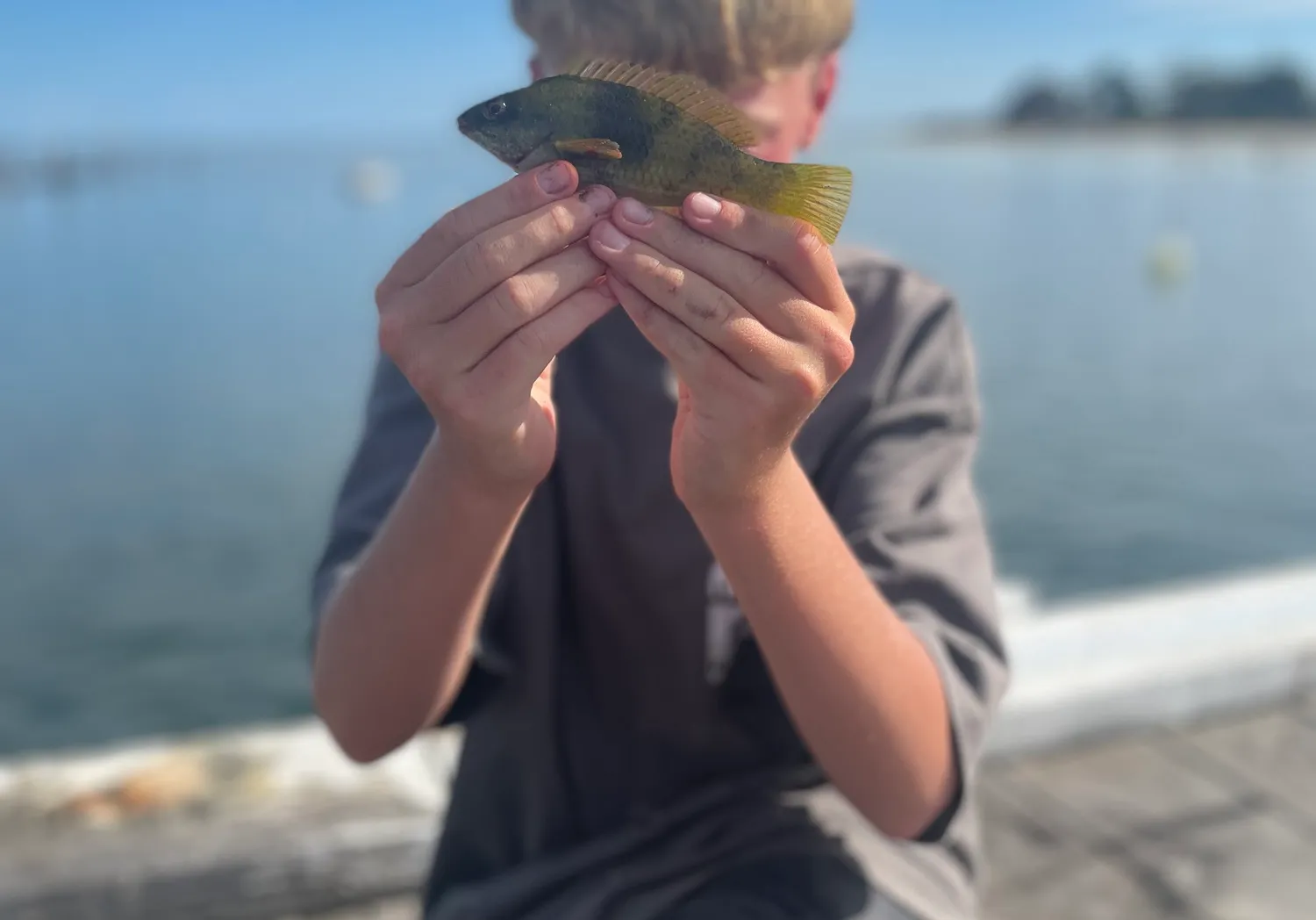 Rock wrasse