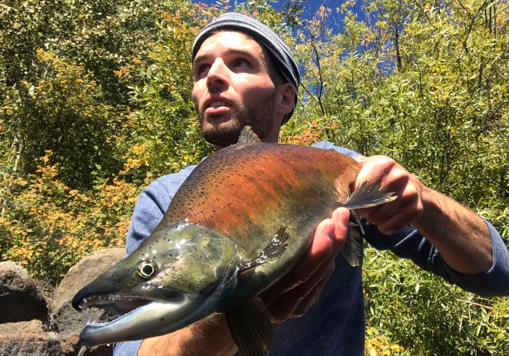 Kokanee salmon