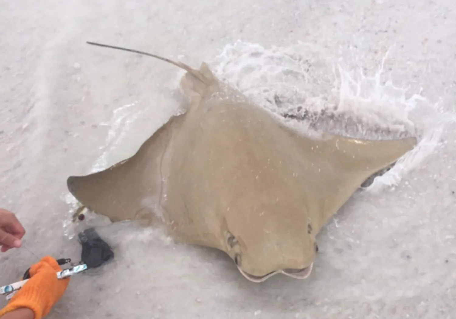 Cownose Ray