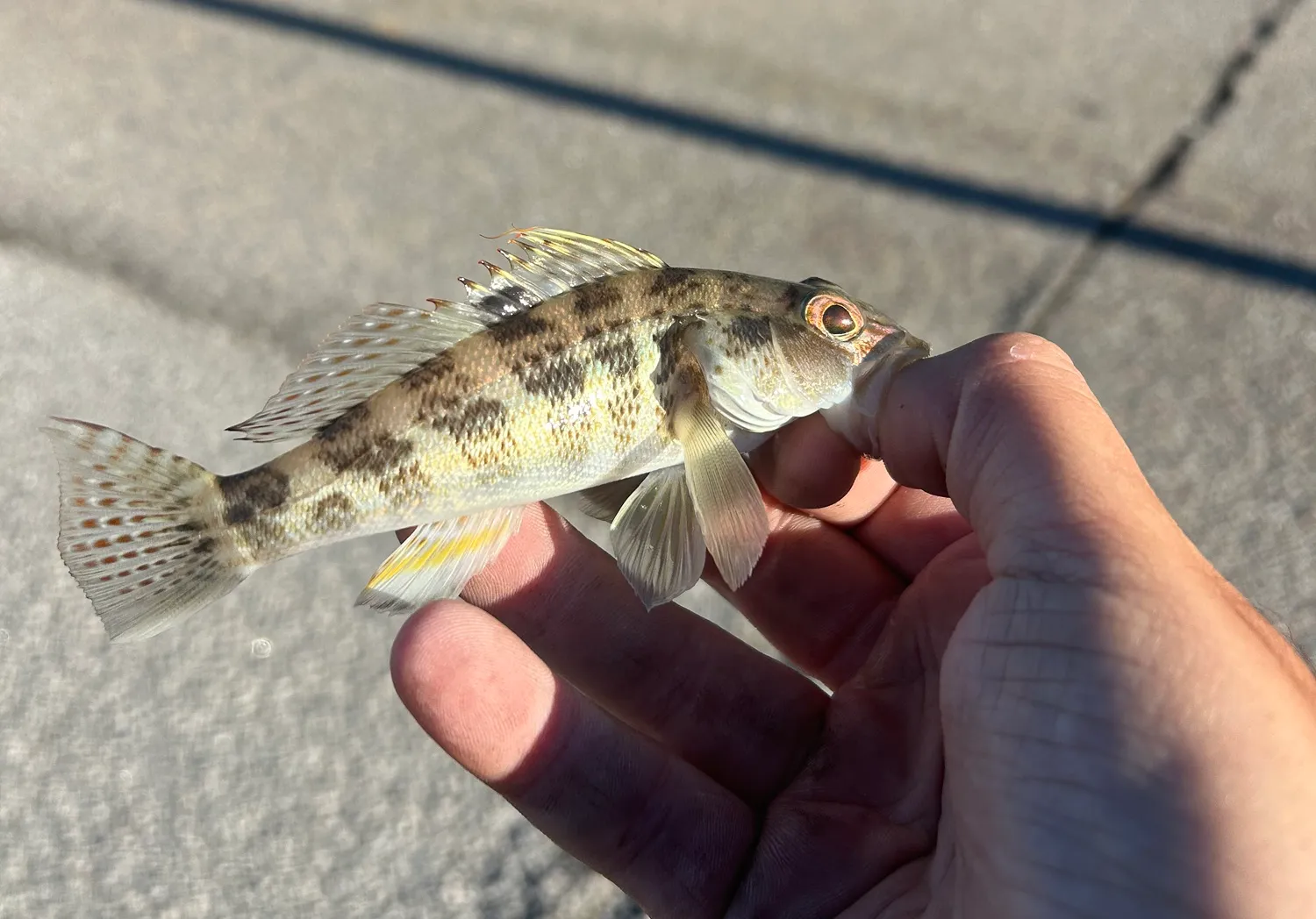 Rock sea bass