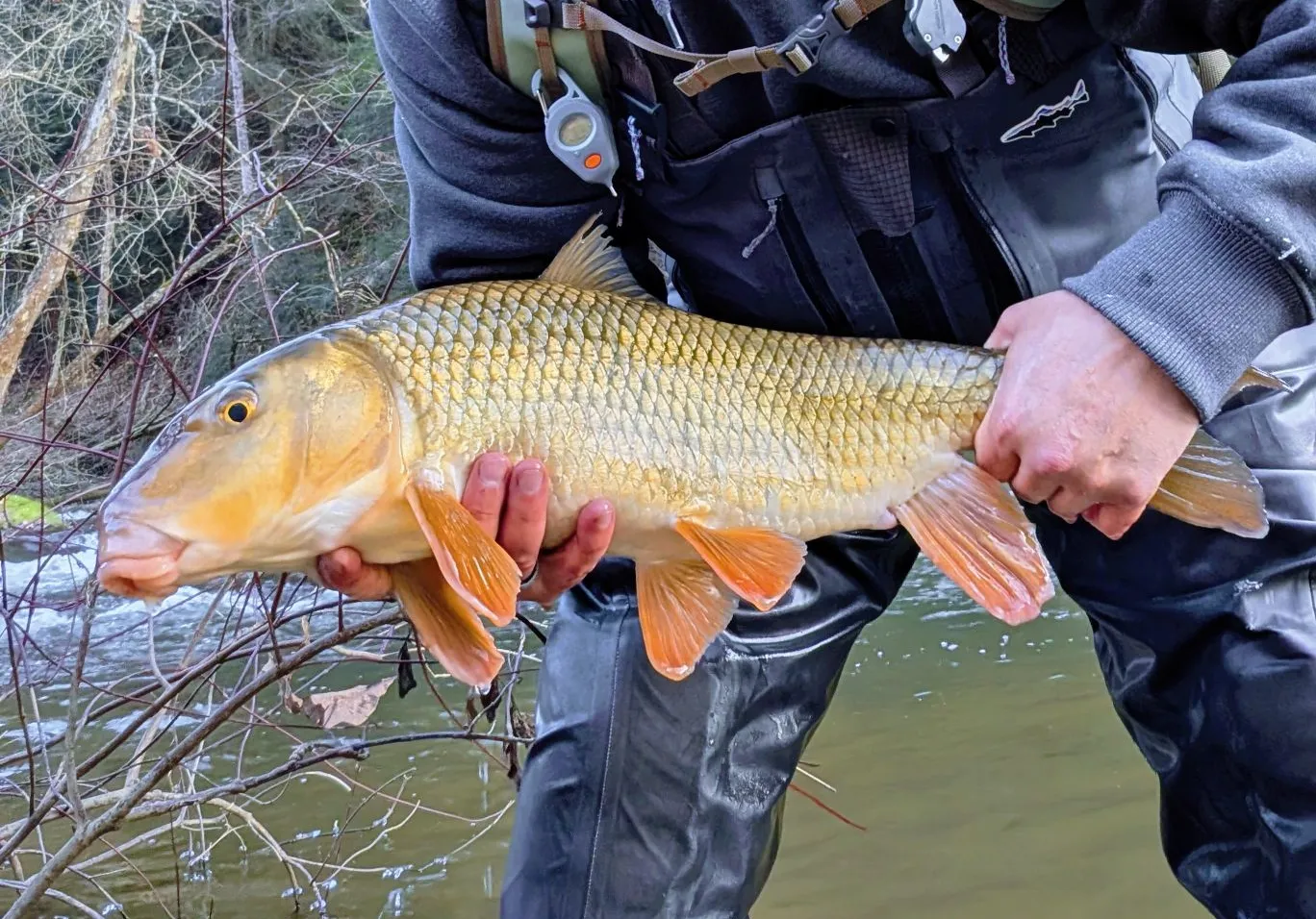 Golden redhorse