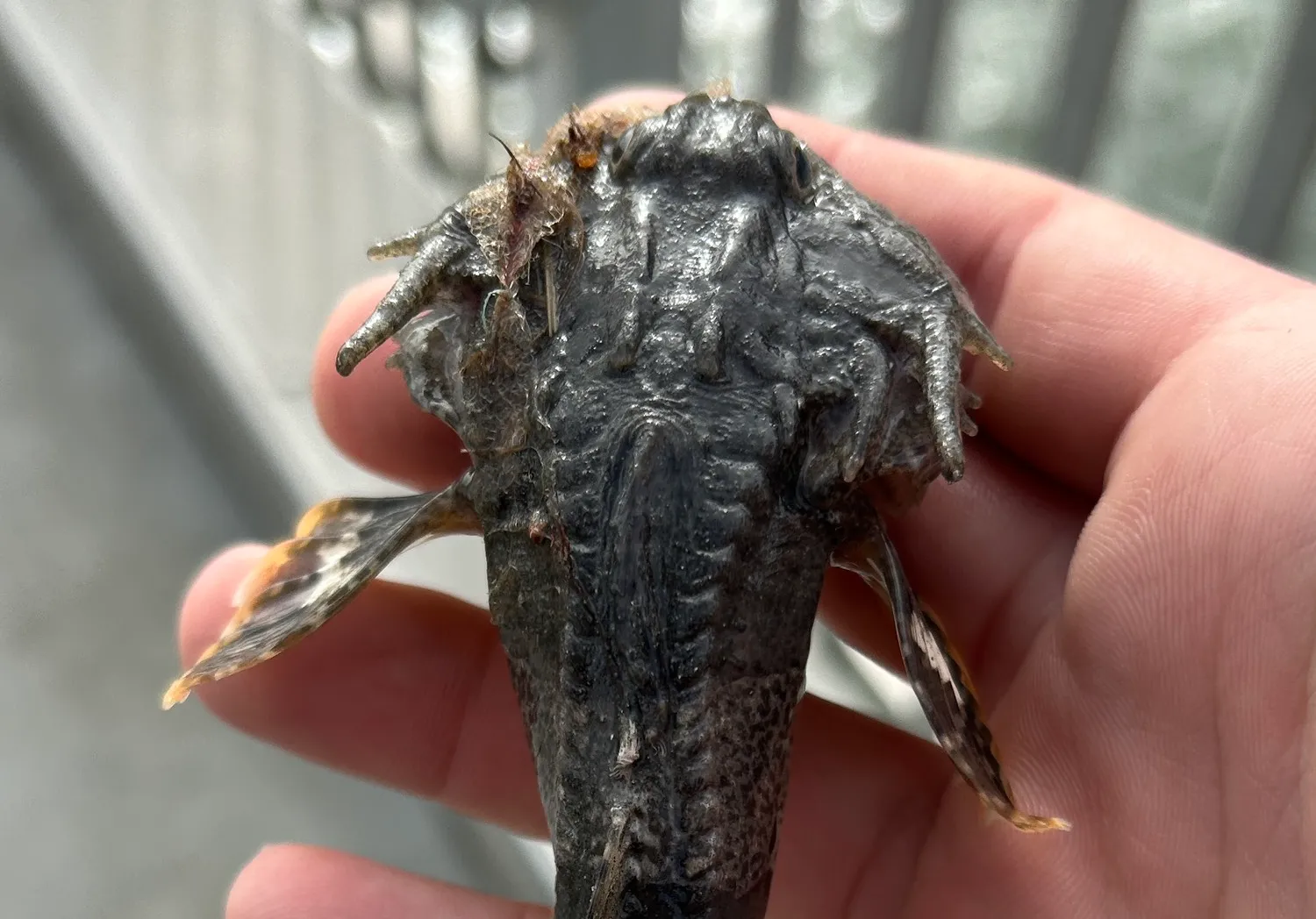 Buffalo sculpin