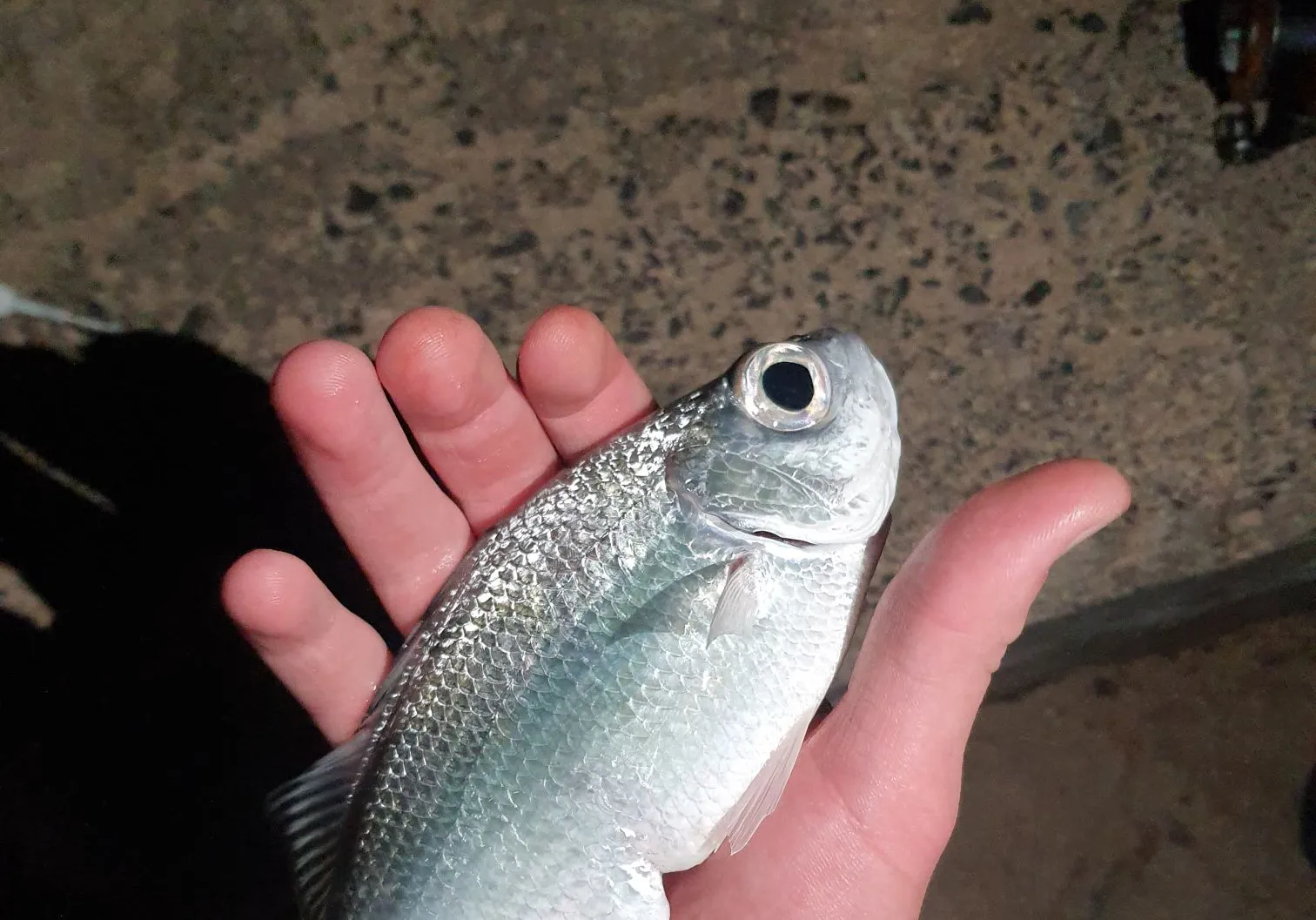 Hawaiian Flagtail