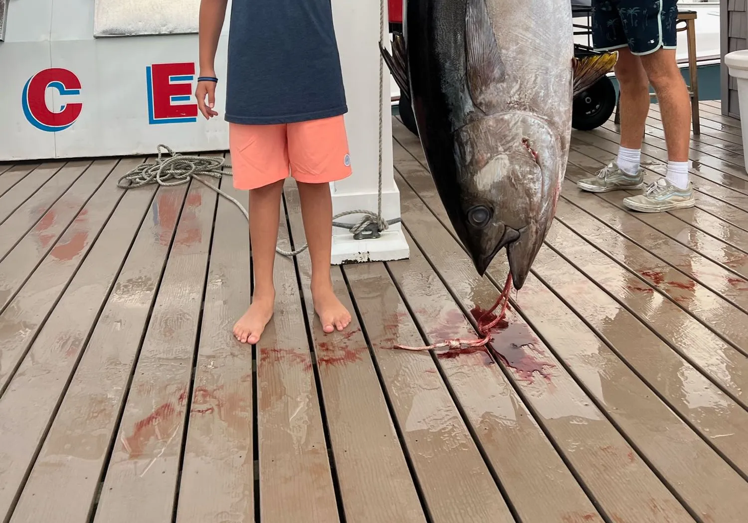 Bigeye tuna