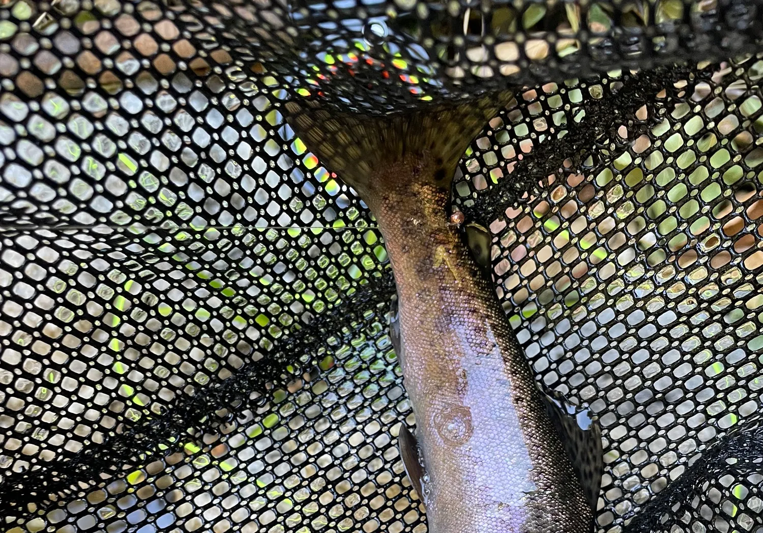 Coastal rainbow trout