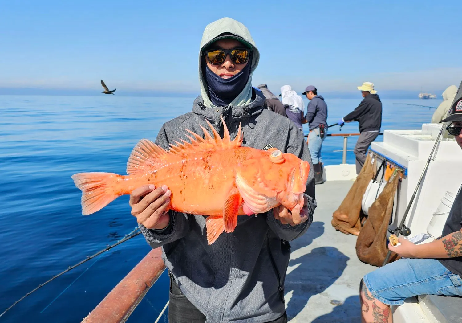 Cowcod rockfish