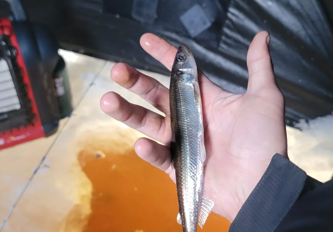 Arctic rainbow smelt