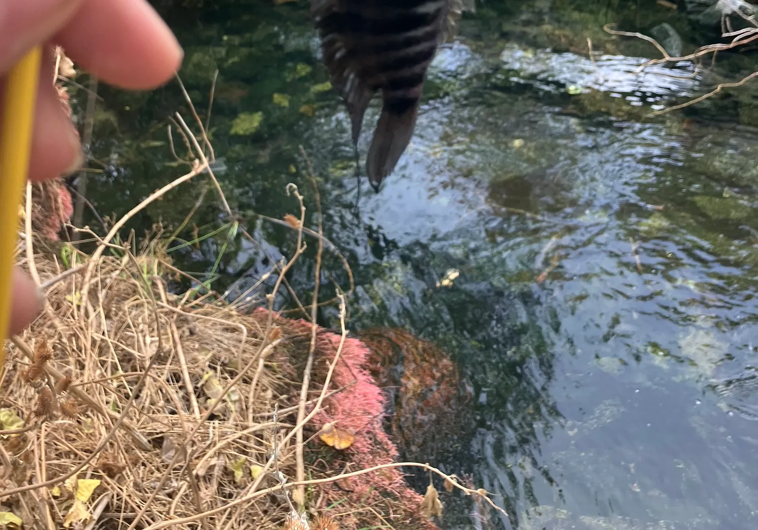 Convict cichlid