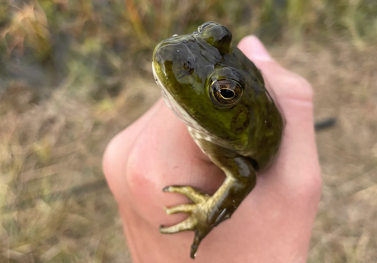 Ratabulus megacephalus