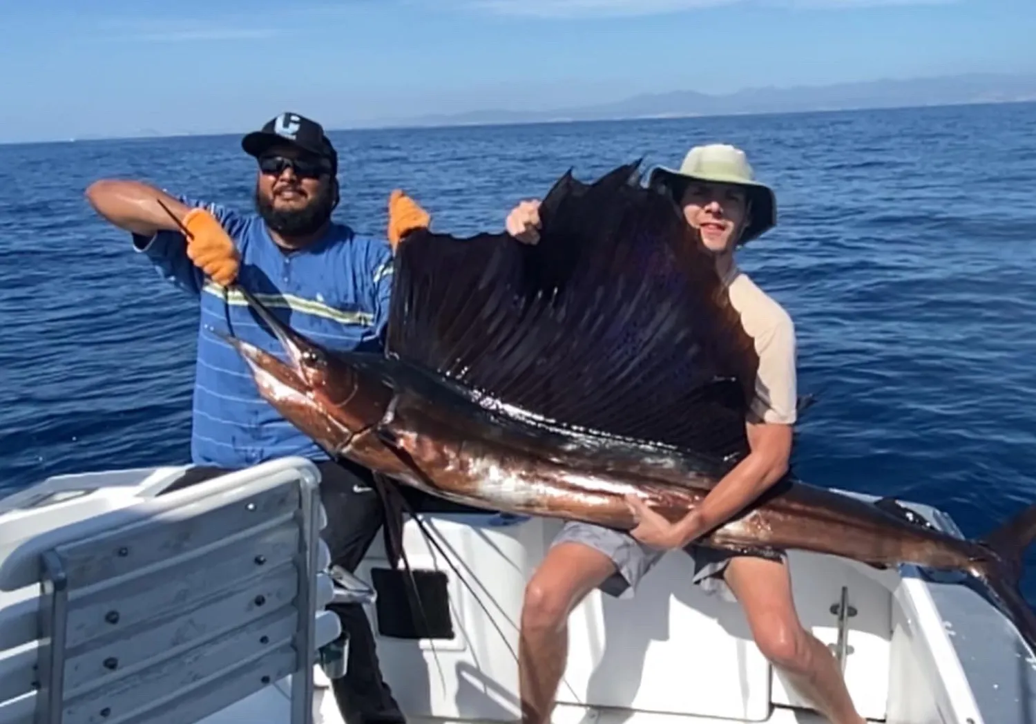 Indo-Pacific sailfish