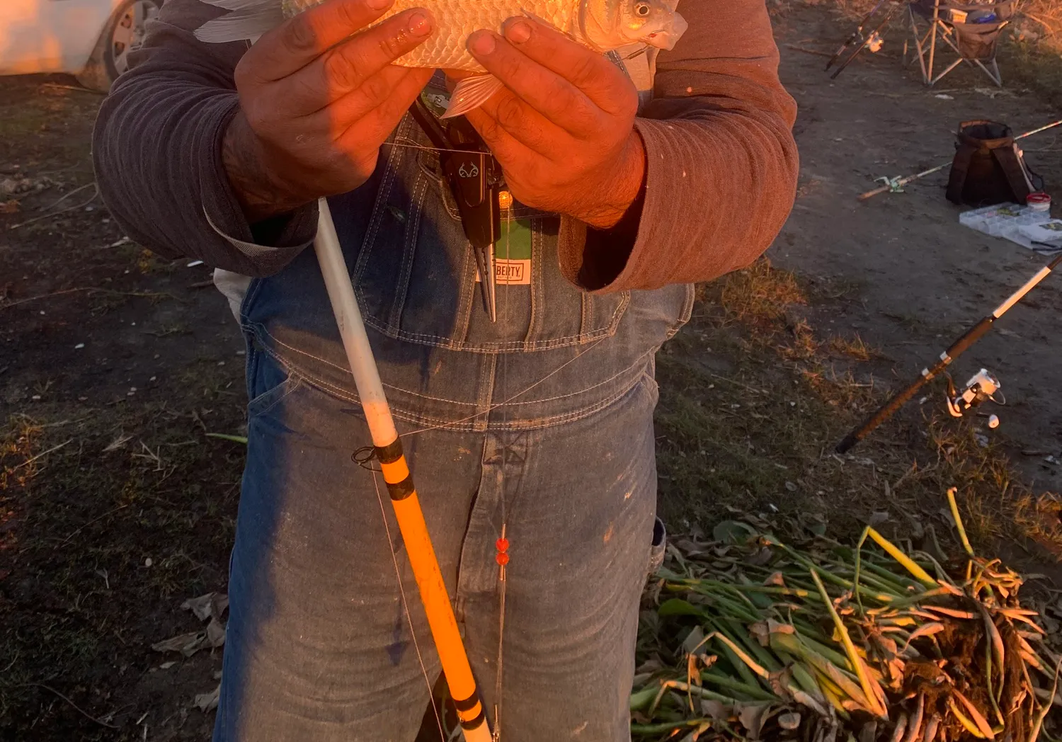 Japanese white crucian carp