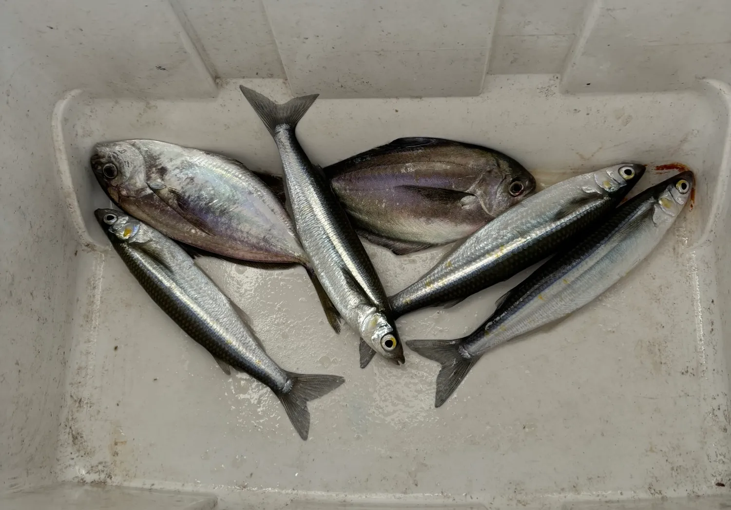 Pacific pompano