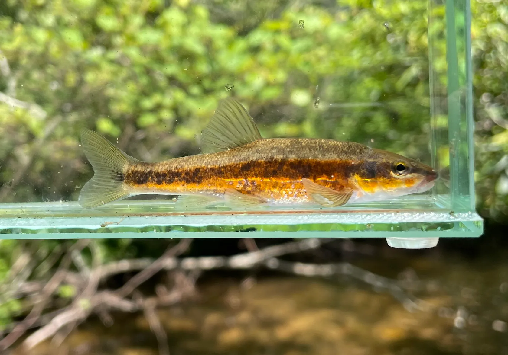 Western blacknose dace