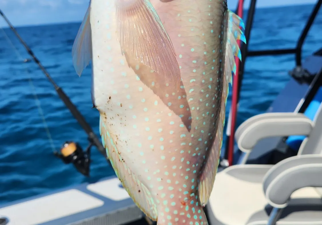 Blue tuskfish