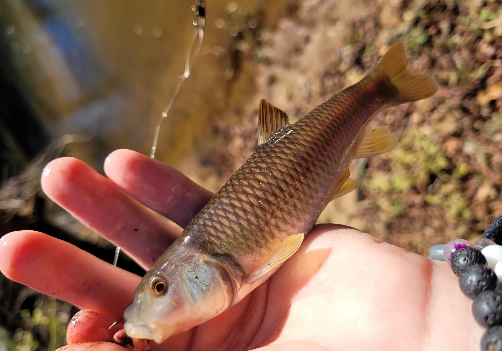 Bluehead chub