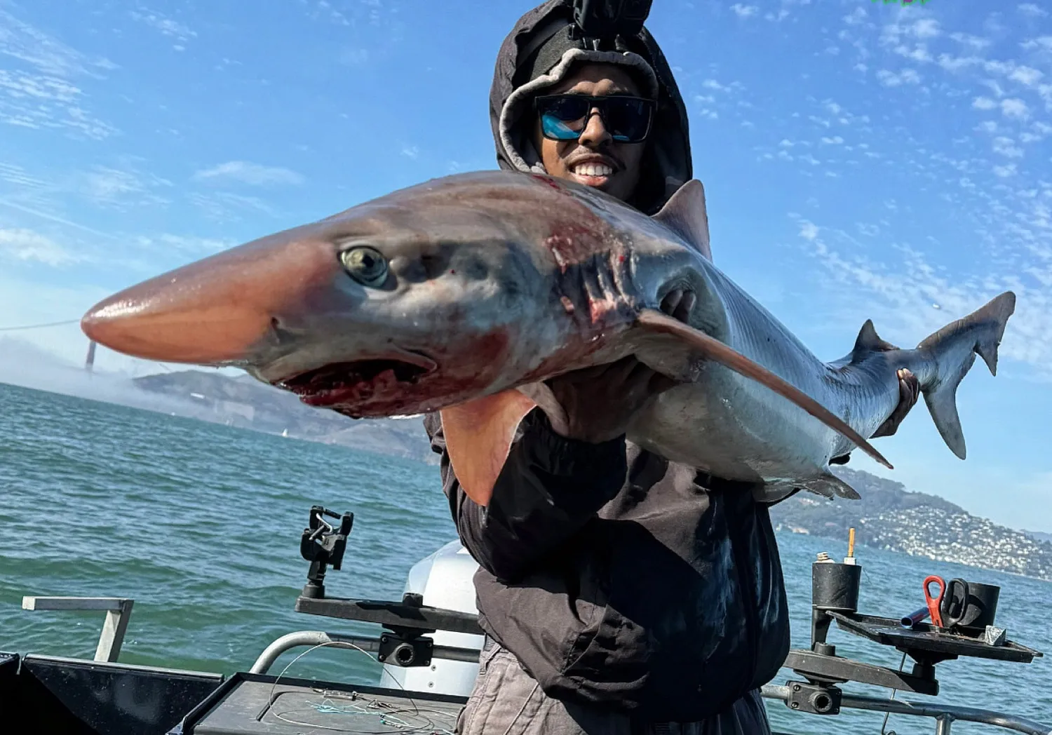 Tope shark