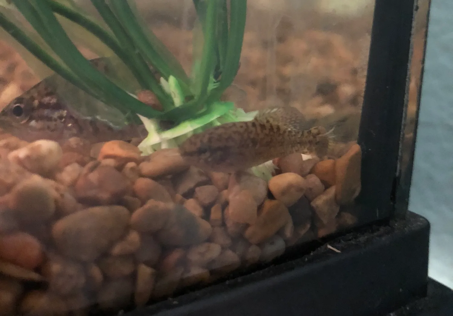 Banded pygmy sunfish