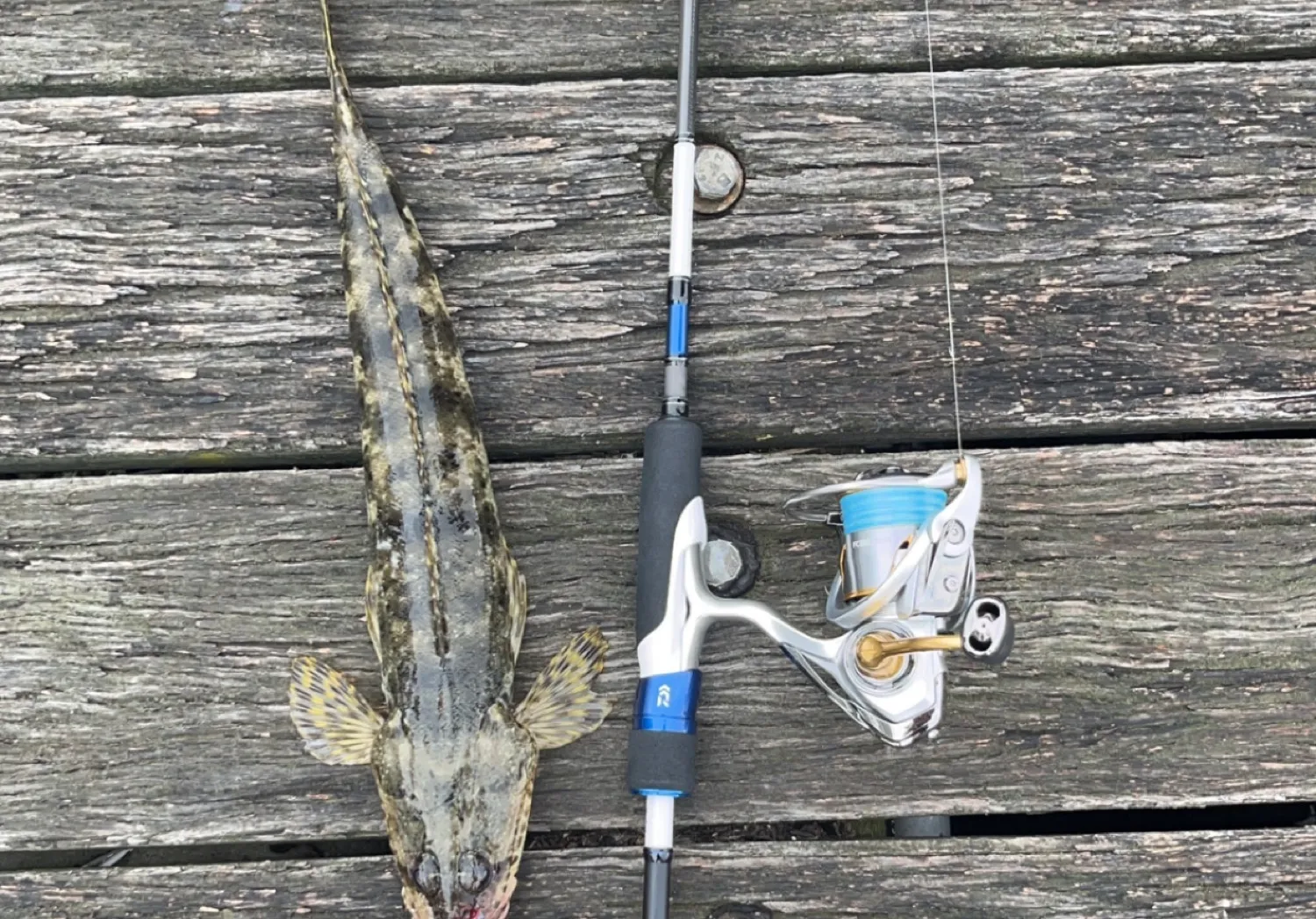 Rock flathead