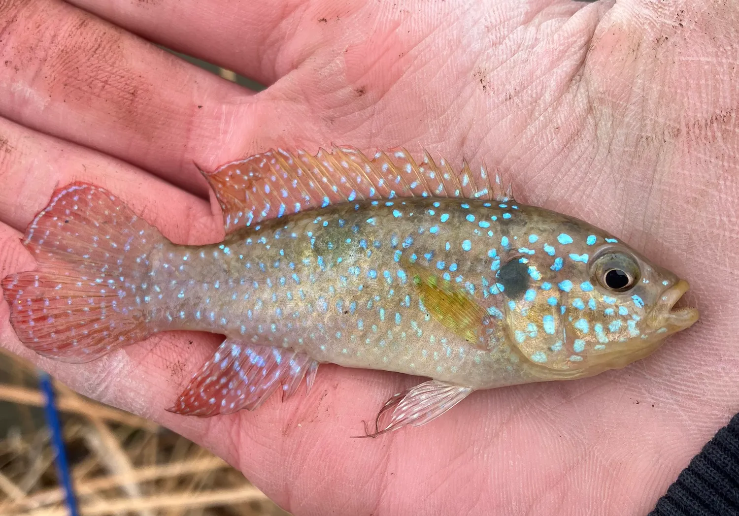 African Jewelfish