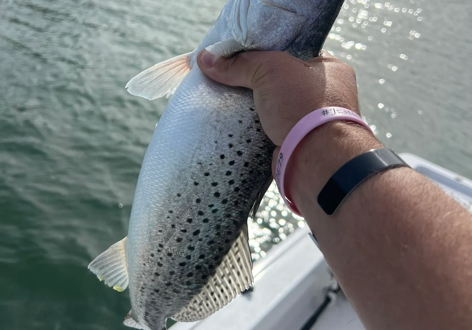 Gray weakfish