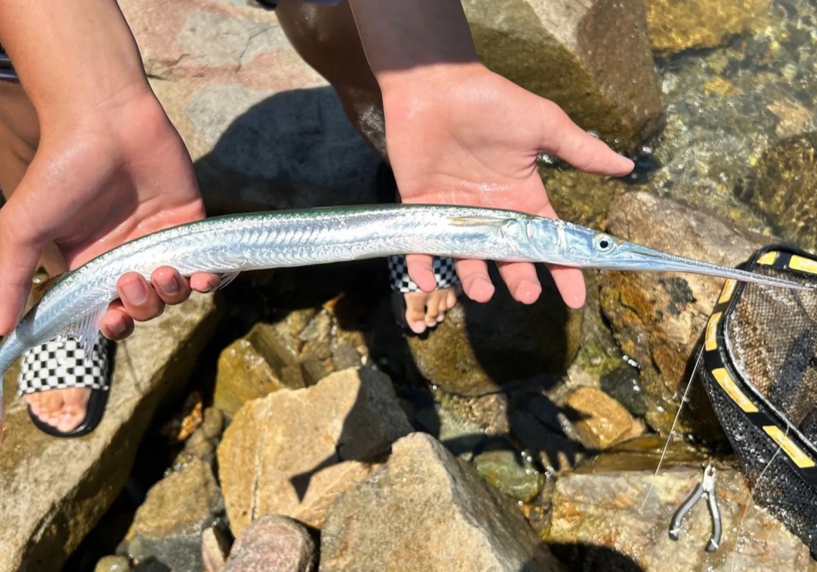 Atlantic needlefish