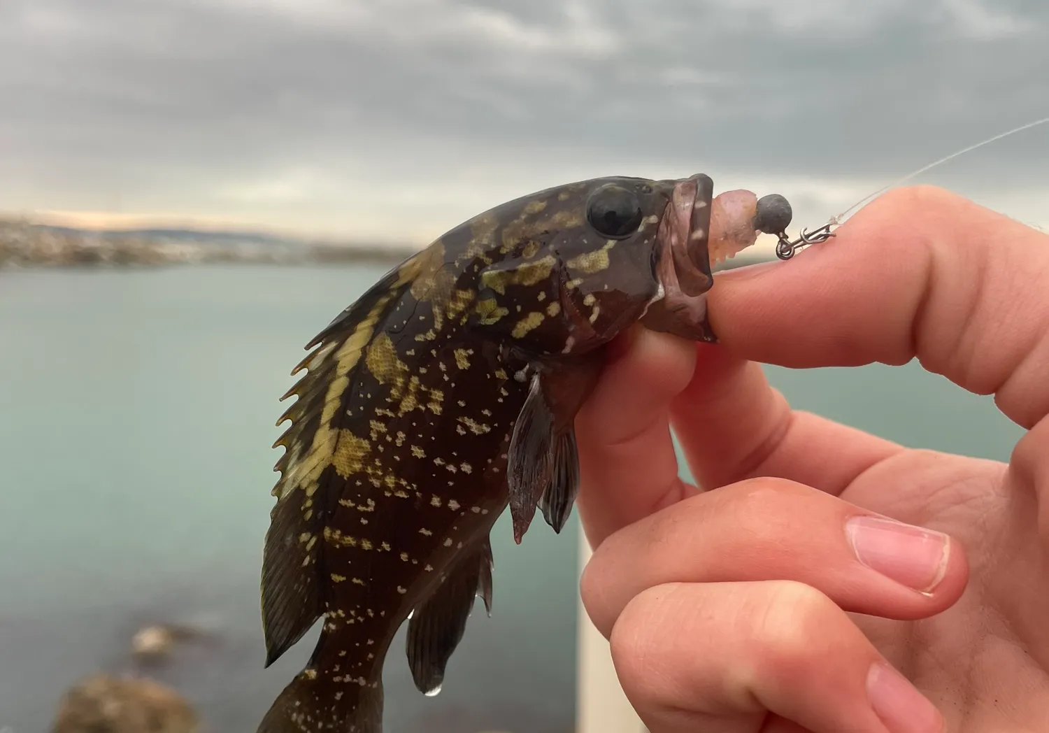 Dusky grouper