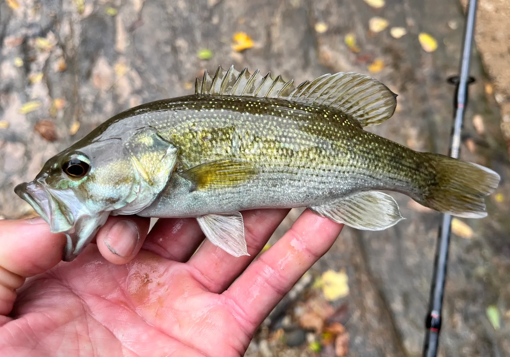 Tallapoosa bass