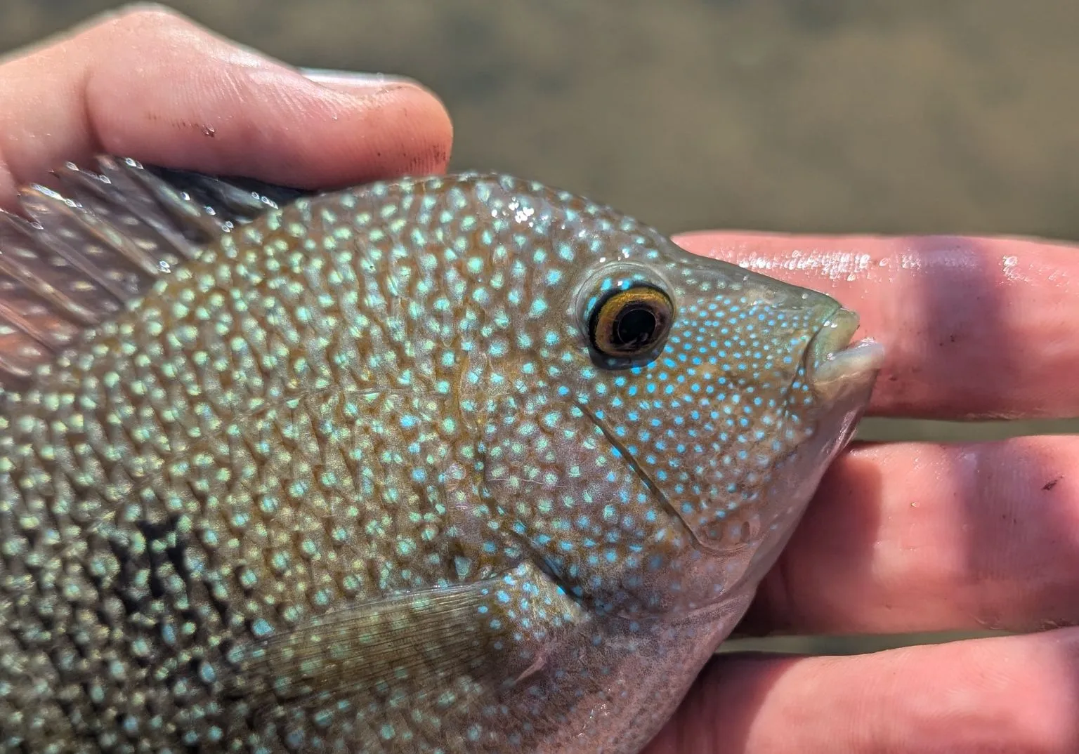 Rio Grande cichlid