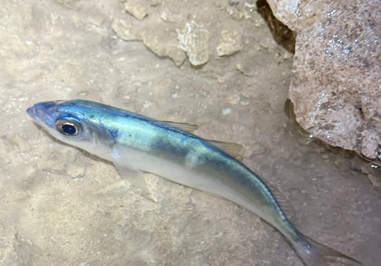 Atlantic horse mackerel