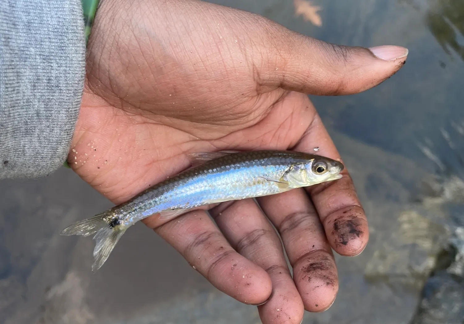 Spottail shiner