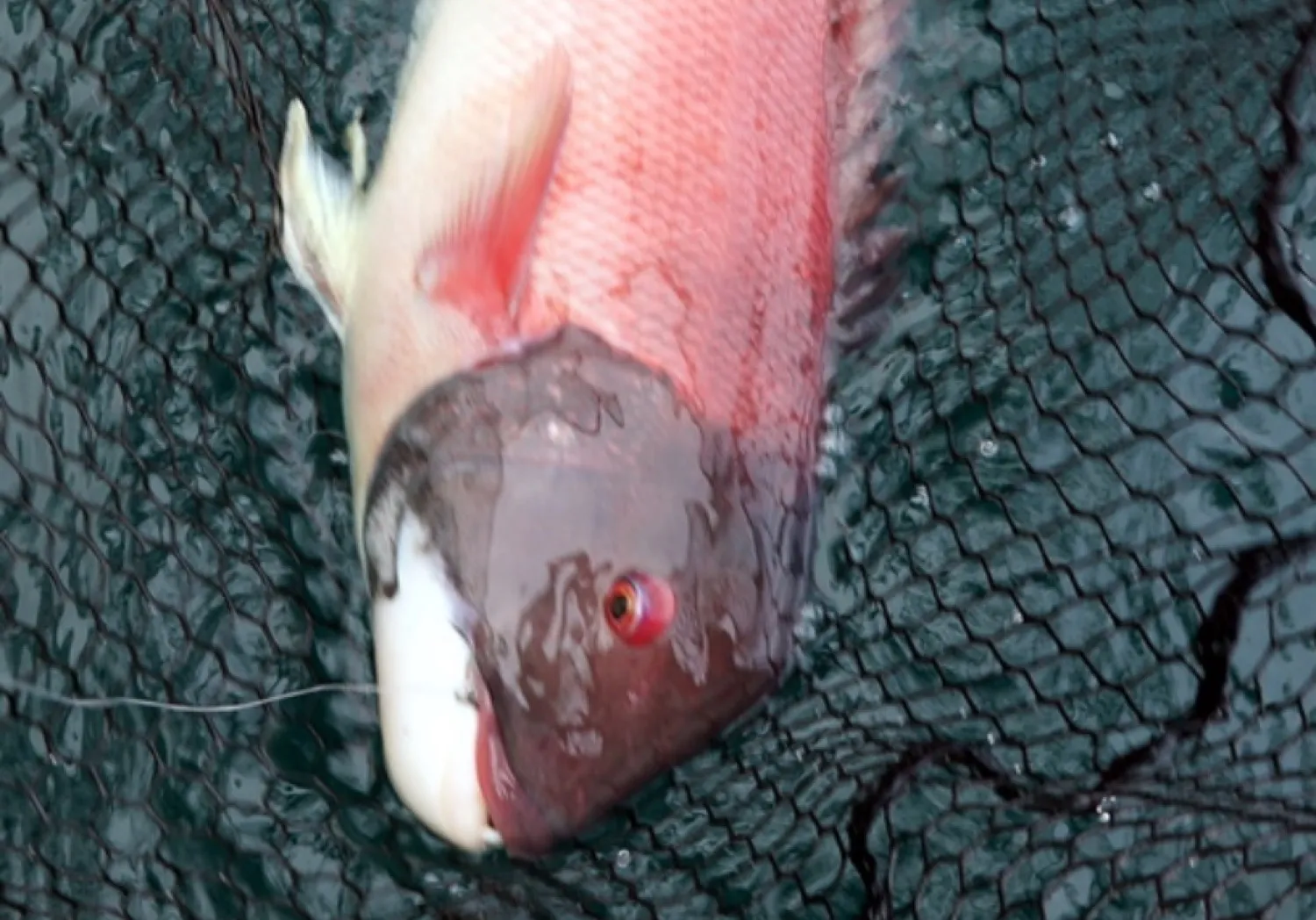 California sheephead