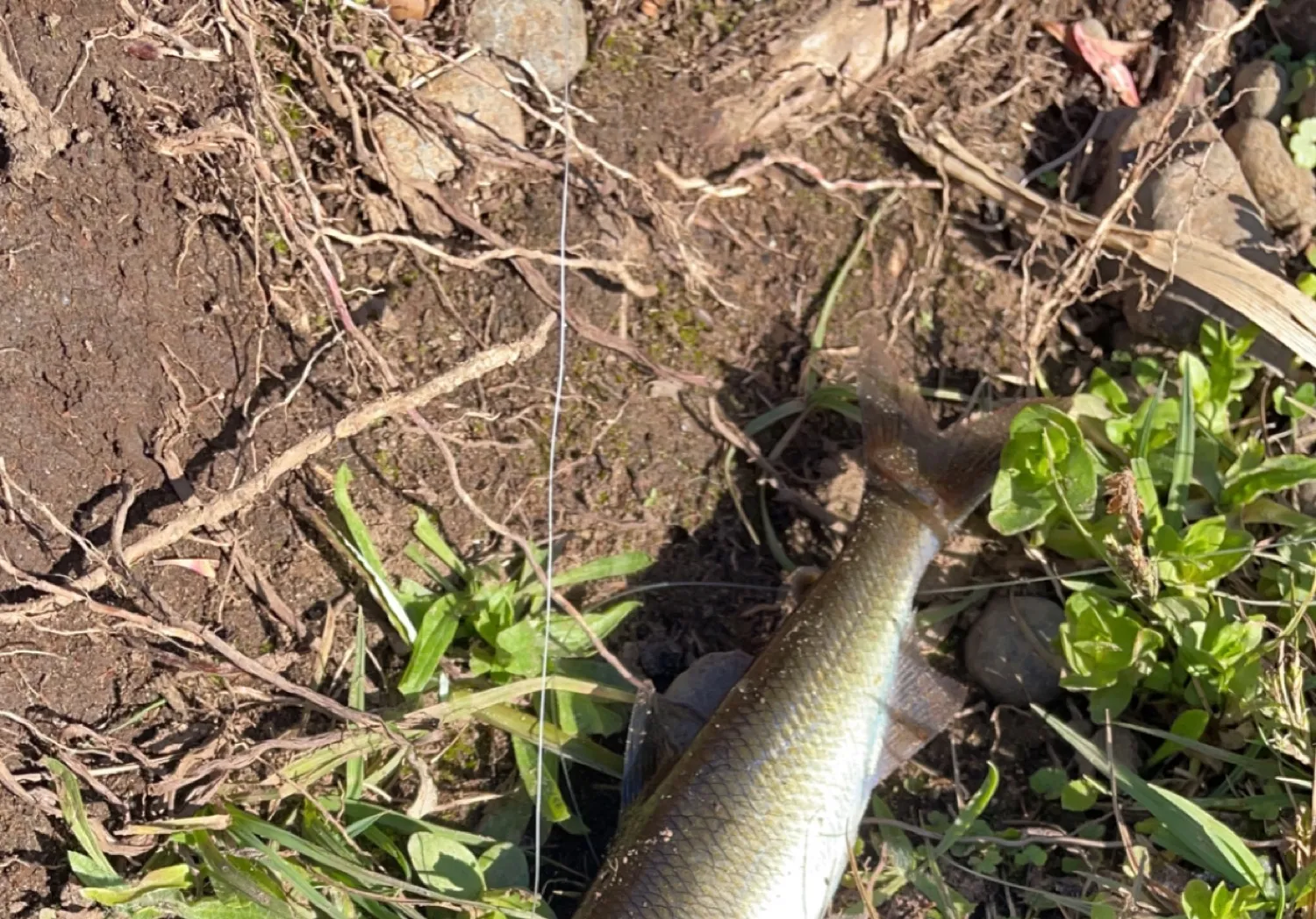 Australian grayling