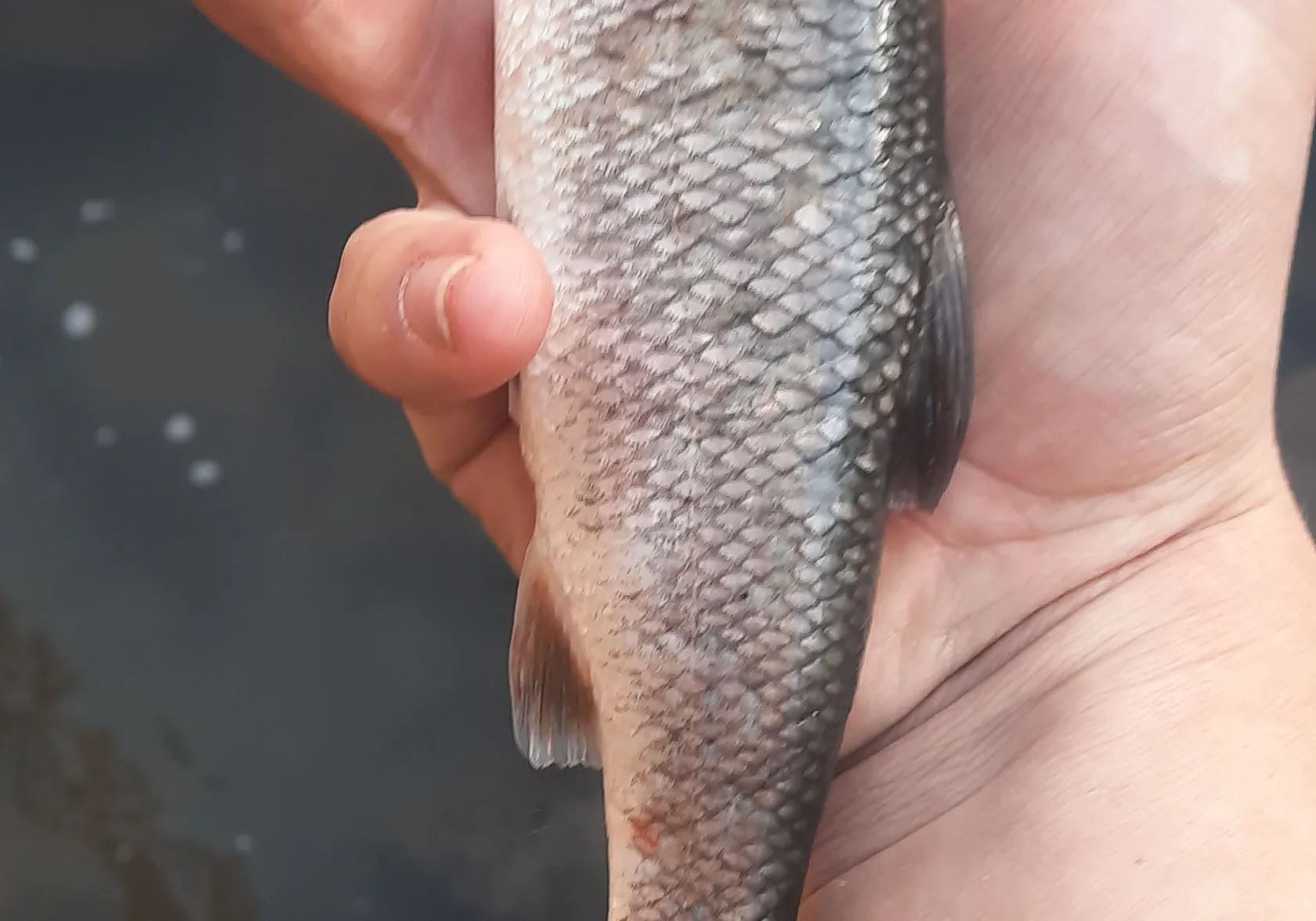 Utah chub