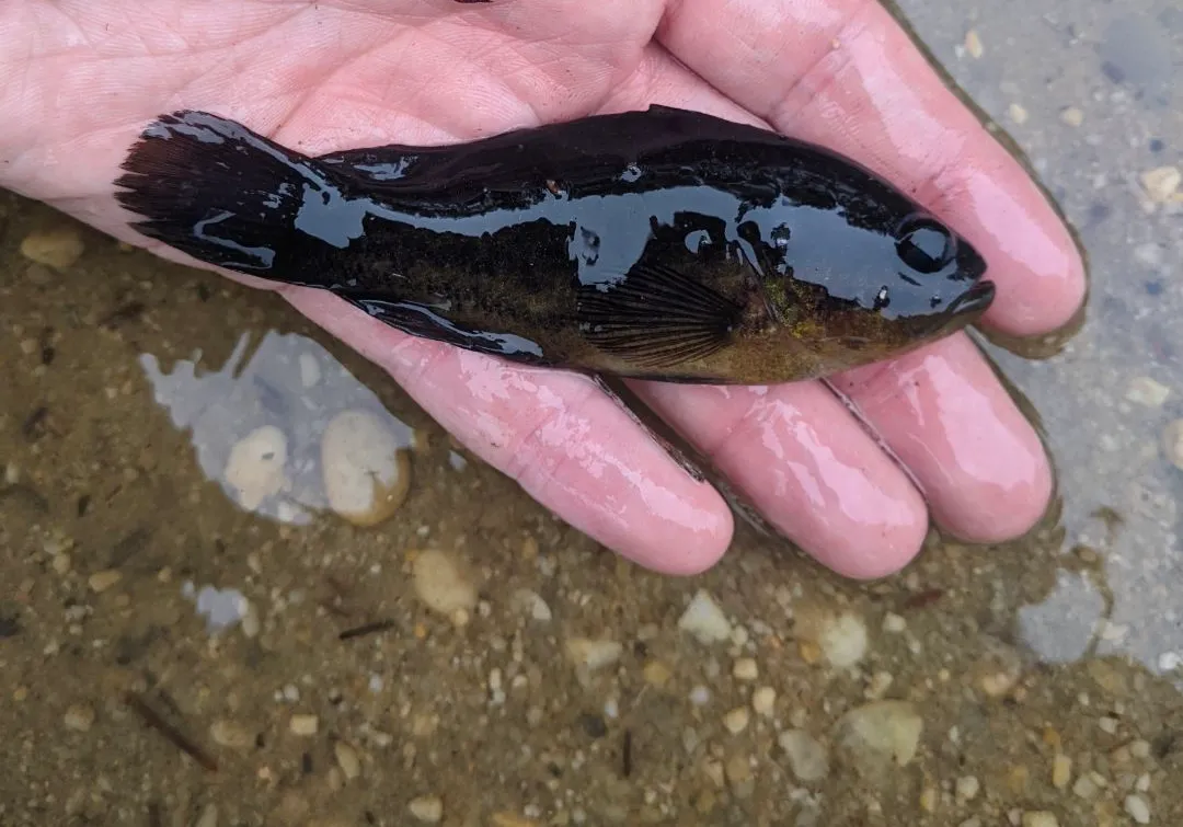 Mud sunfish