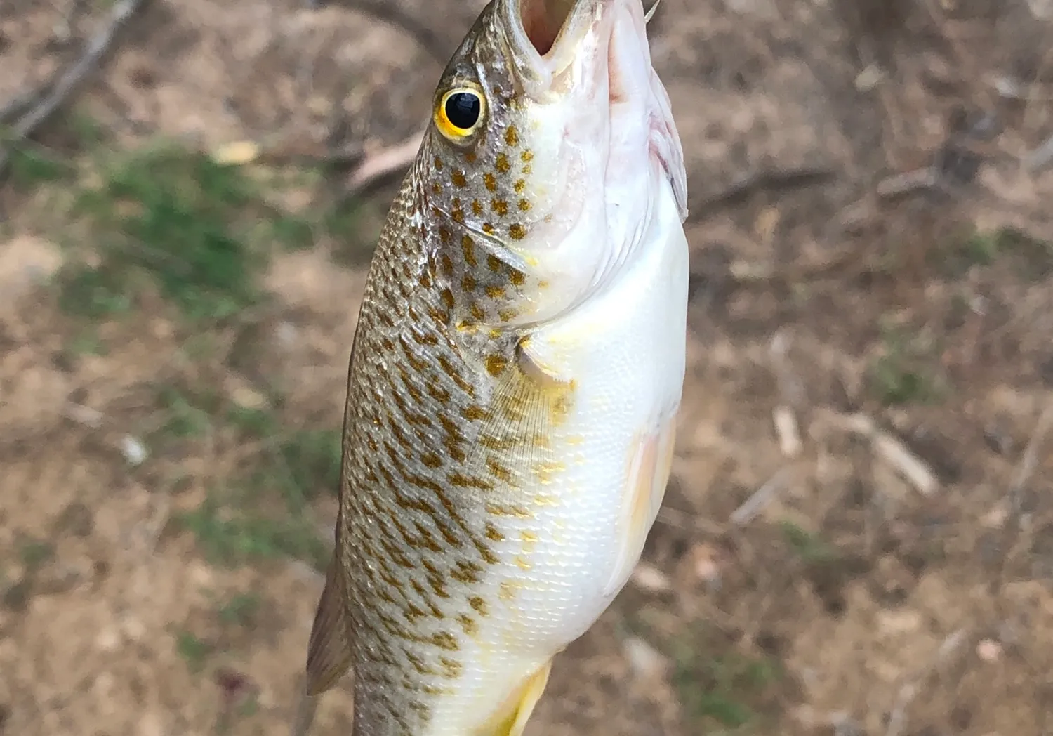 Spangled perch