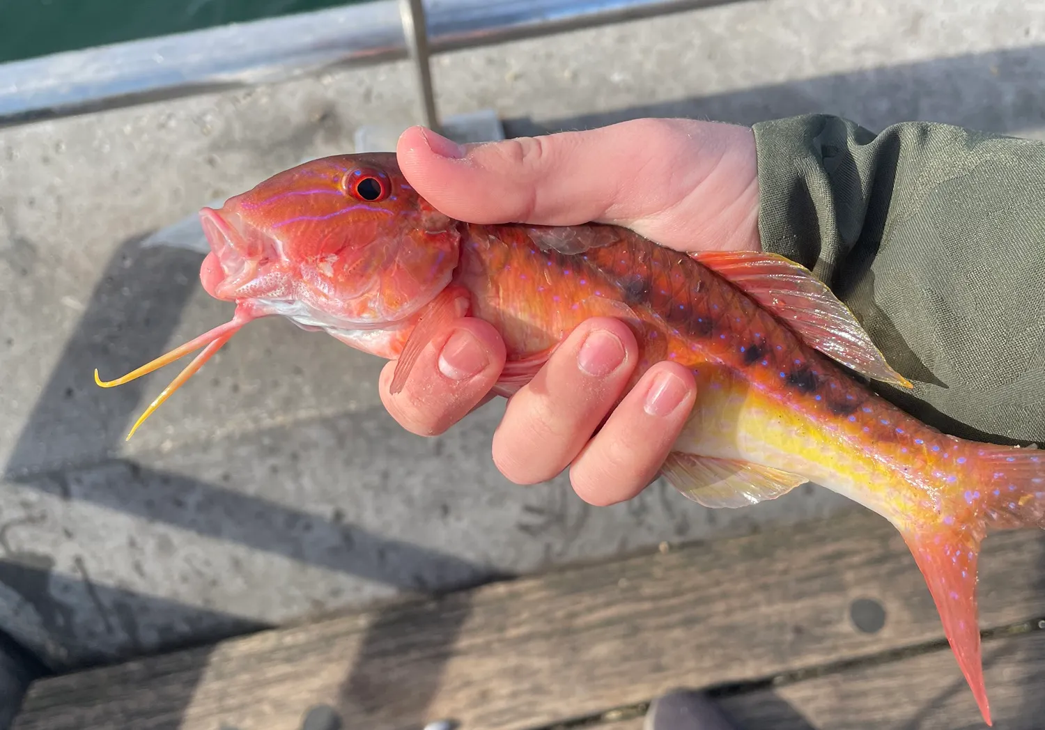 Red mullet