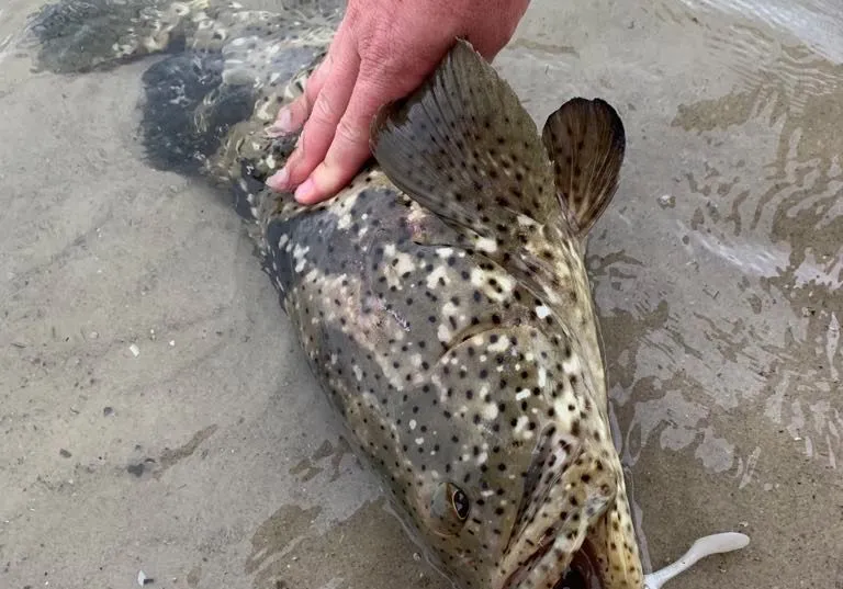 Malabar grouper