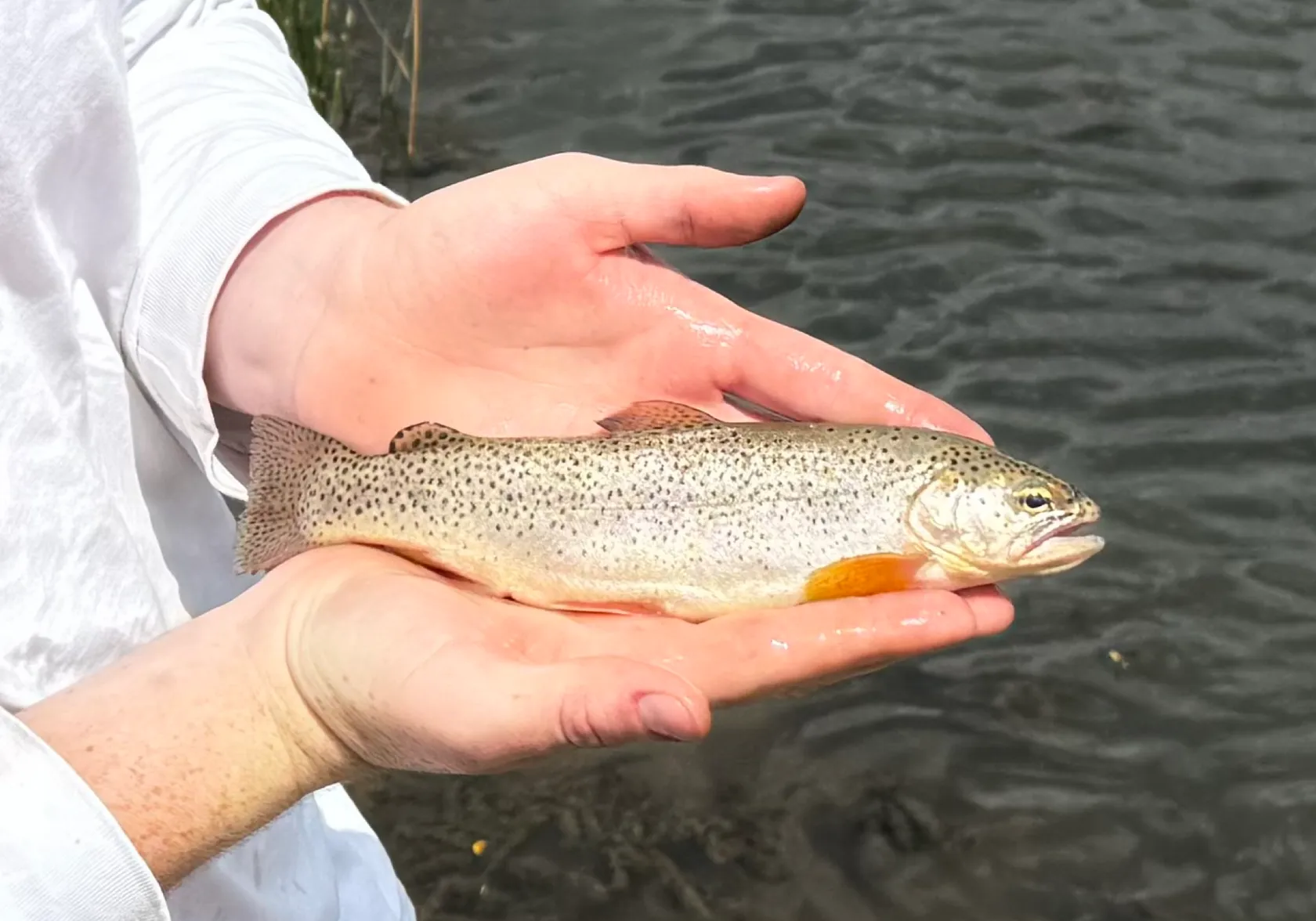 Apache trout