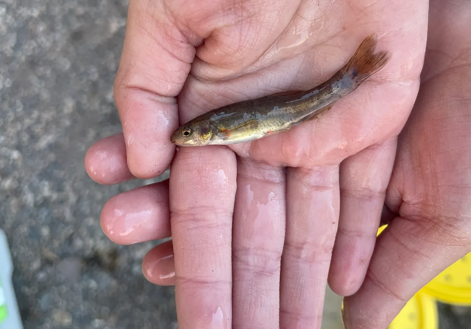 Speckled dace