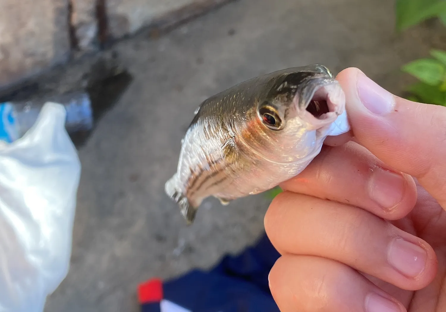 Thinlip grey mullet