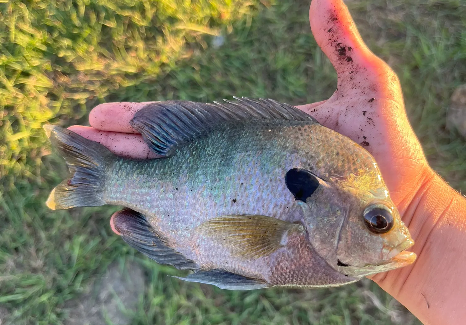 Coppernose bluegill