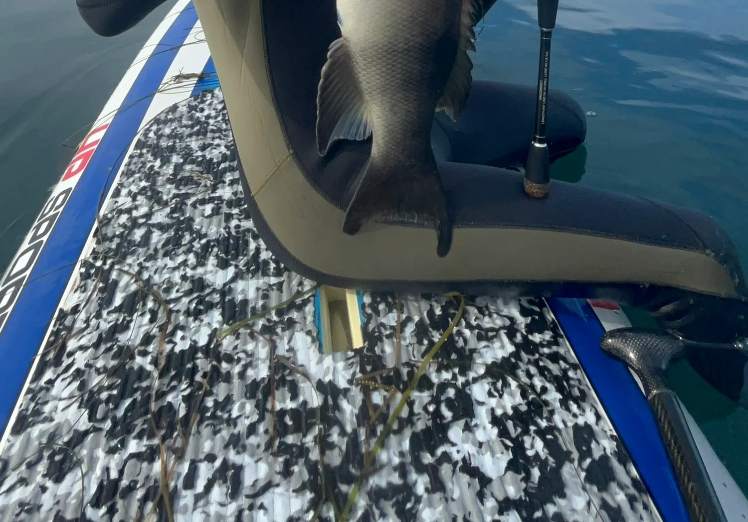 California sheephead